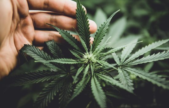 In door grow hemp. Cannabis at the beginning of flowering. Legal Marijuana cultivation in the home. Green background of leaves. Young cannabis plant.