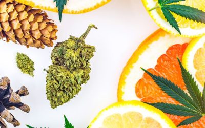 The Power of Terpenes in White Label Products